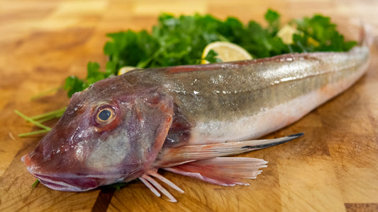 Gurnard