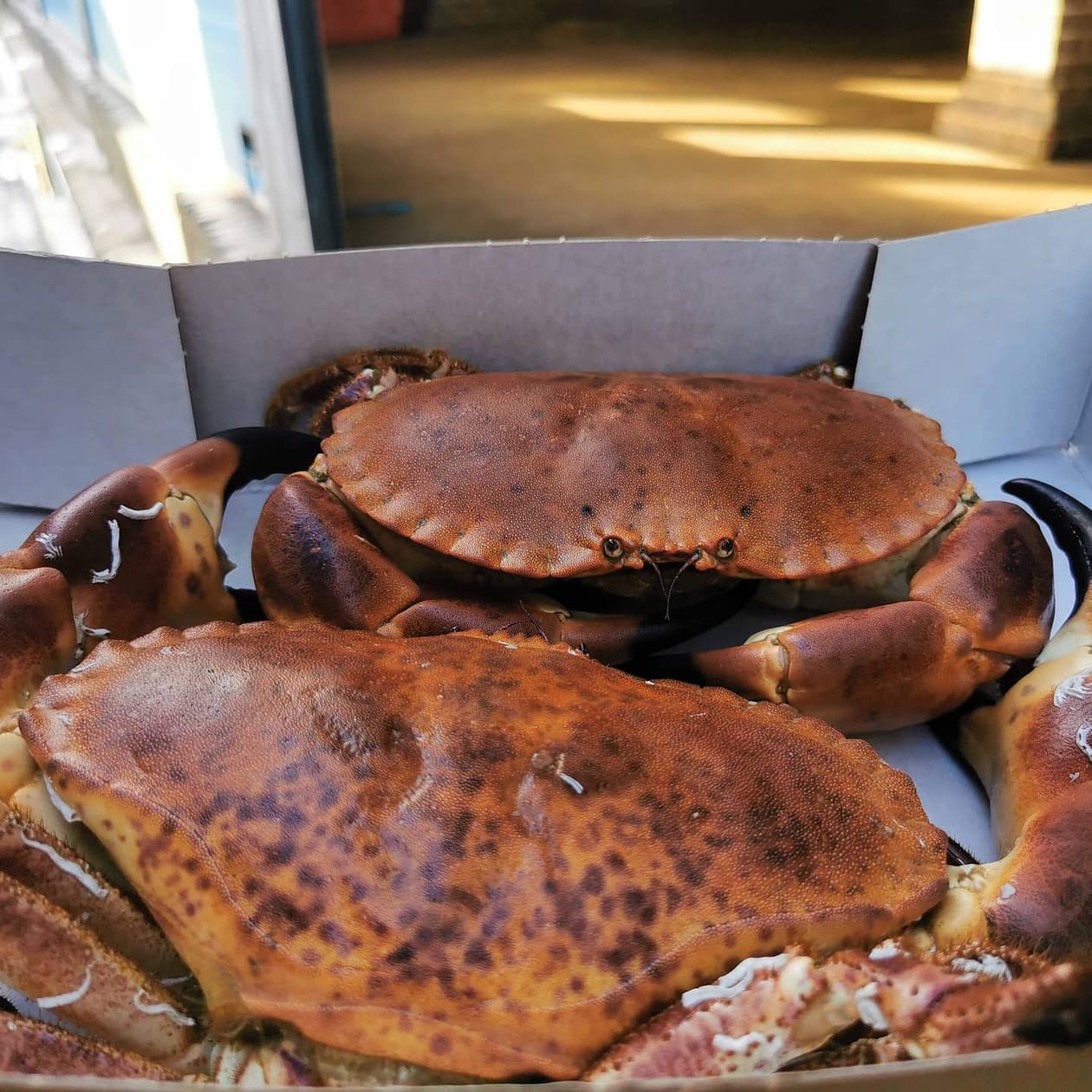 Enjoy some beautiful live Cornish Crab. We deliver to Bristol, Somerset, Bath, Weston Super Mare, Taunton, Newport, North Somerset, and Gloucestershire. Order your fish and meat with us today, order online or by phone.