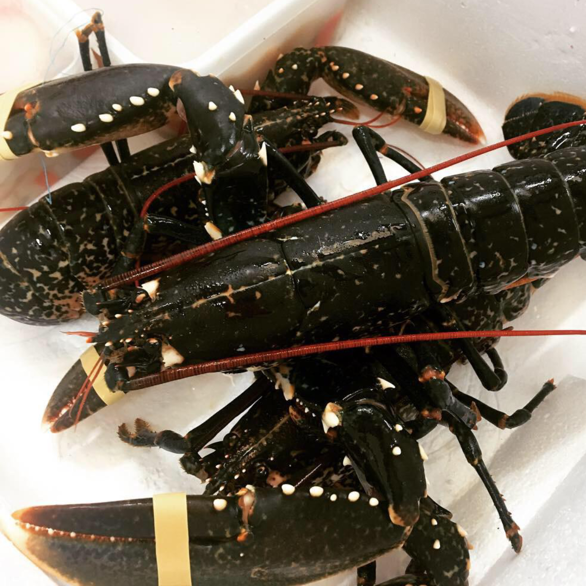 Enjoy a stunning Lobster delivered to your door. We deliver to Bristol, Somerset, Bath, Weston Super Mare, Taunton, Newport, North Somerset, and Gloucestershire. Order your fish and meat with us today, order online or by phone.